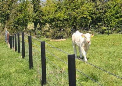 Plastic Fence Cow